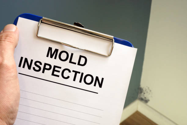 Best Mold Damage Restoration  in Hailey, ID